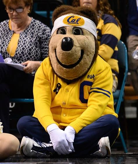 From Teddy Bears to Grizzlies: The Range of Bear Mascot Headgear Styles